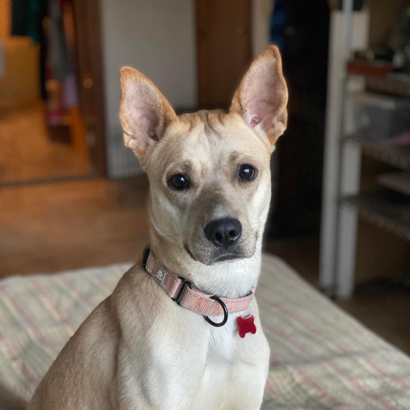 Enlarge Peach, a Adoptable mixed breed in Salamanca, NY image 2/5