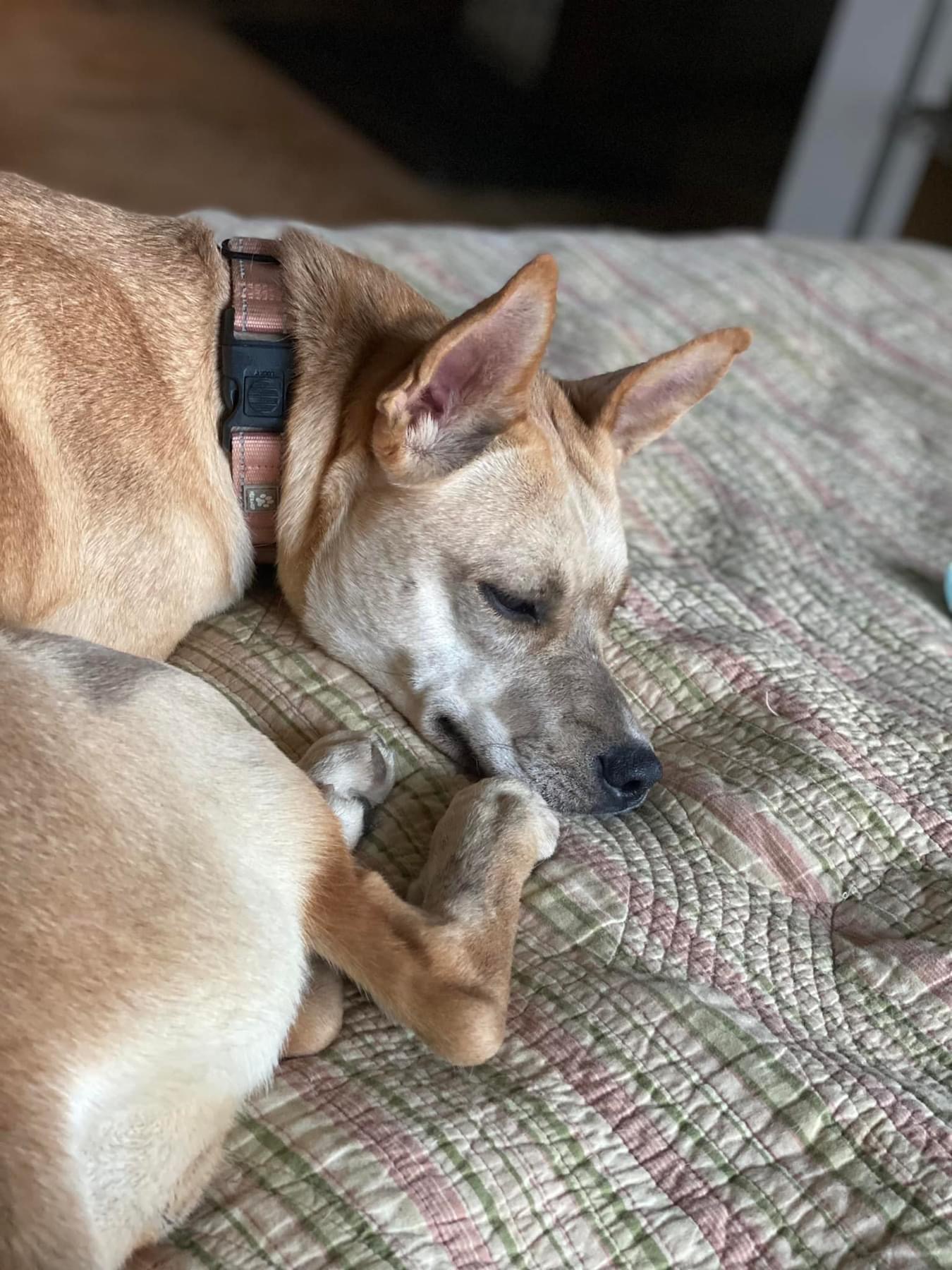 Enlarge Peach, a Adoptable mixed breed in Salamanca, NY image 3/5