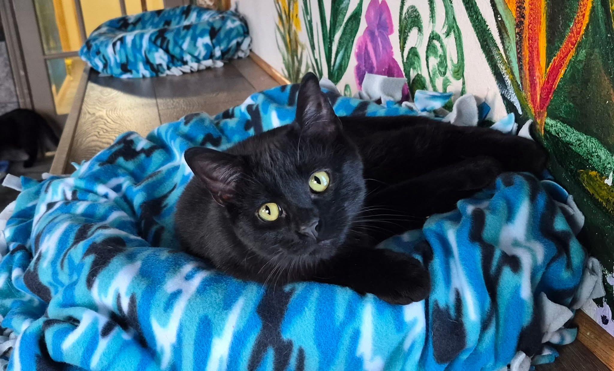 Nathan, a ADOPTABLE Domestic Short Hair in Tomah, WI image 2/6