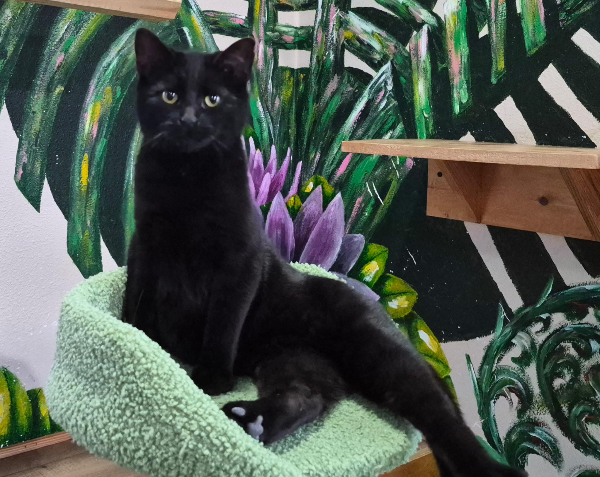 Nathan, a ADOPTABLE Domestic Short Hair in Tomah, WI image 1/6