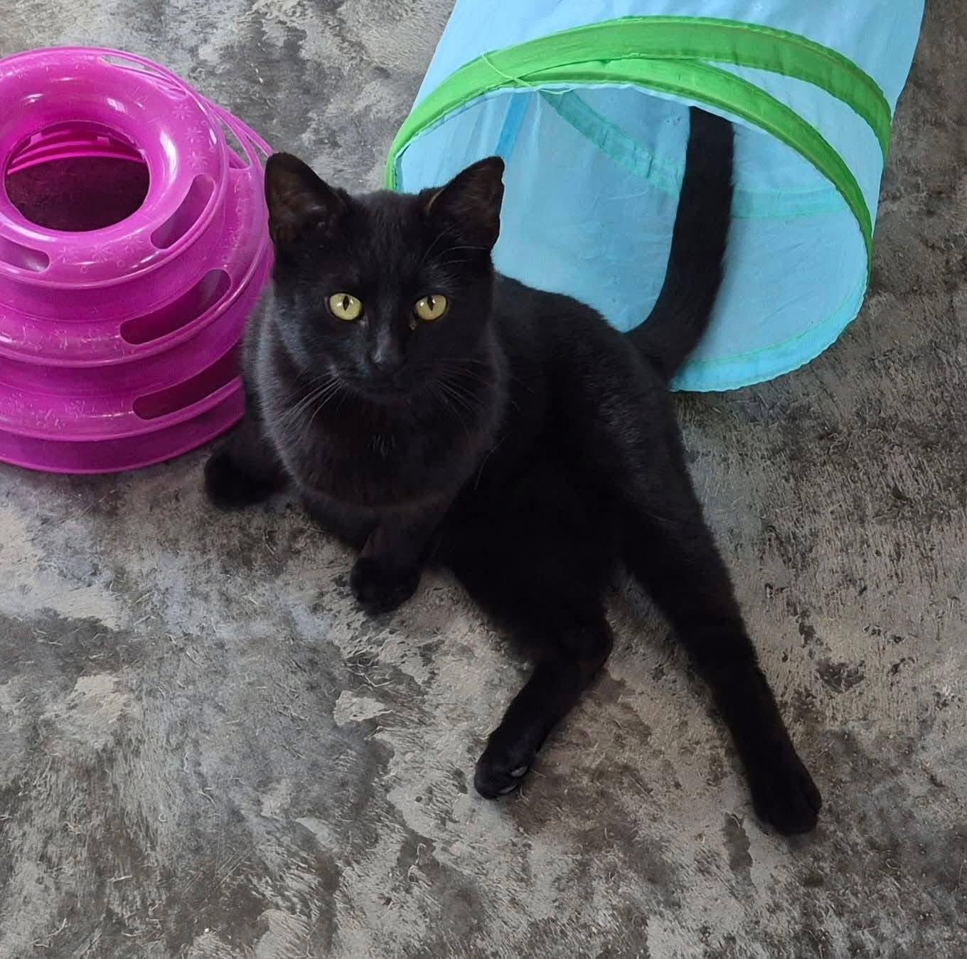 Nathan, a ADOPTABLE Domestic Short Hair in Tomah, WI image 3/6