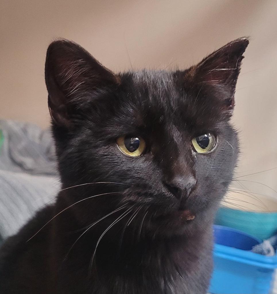 Nathan, a ADOPTABLE Domestic Short Hair in Tomah, WI image 4/6