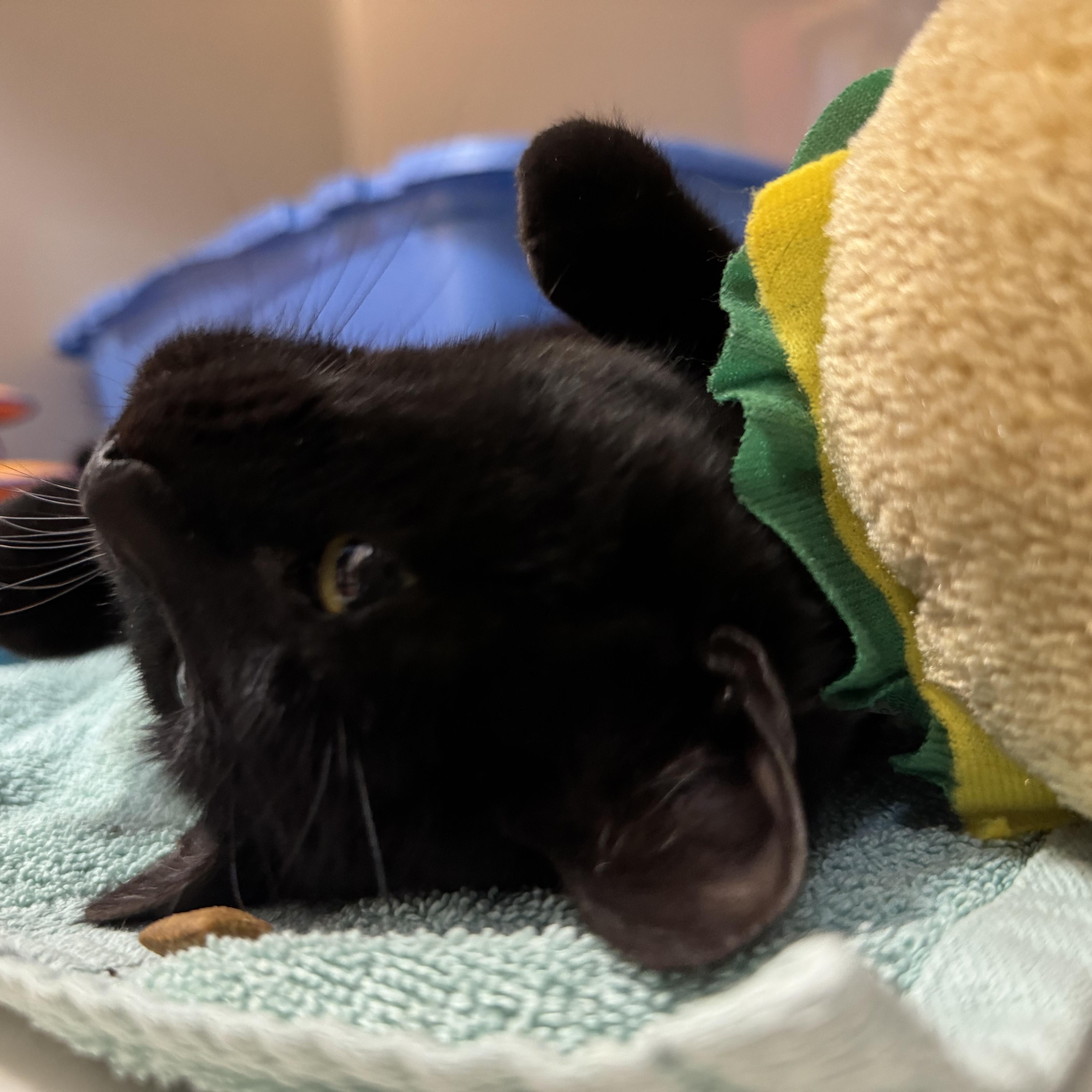 Nathan, a ADOPTABLE Domestic Short Hair in Tomah, WI image 6/6