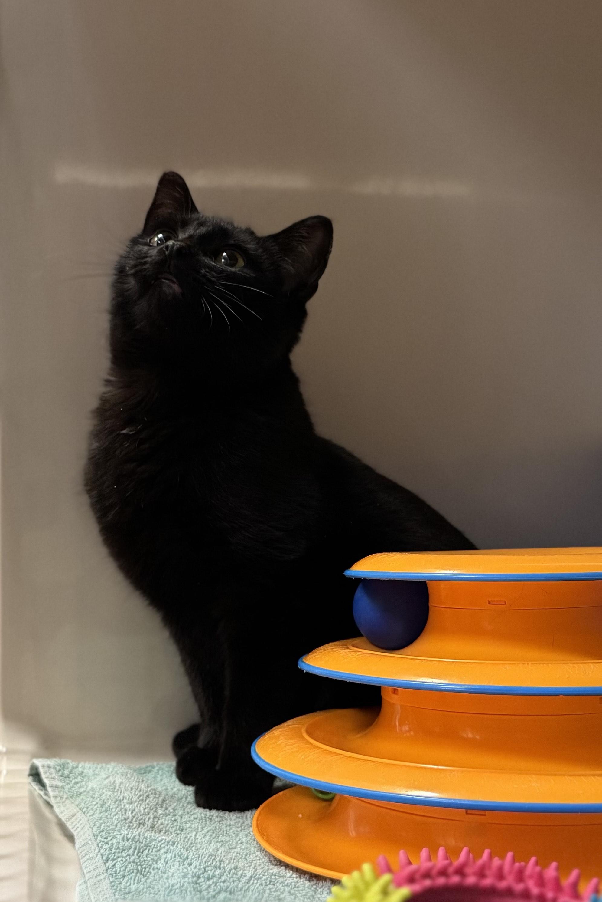 Nathan, a ADOPTABLE Domestic Short Hair in Tomah, WI image 5/6