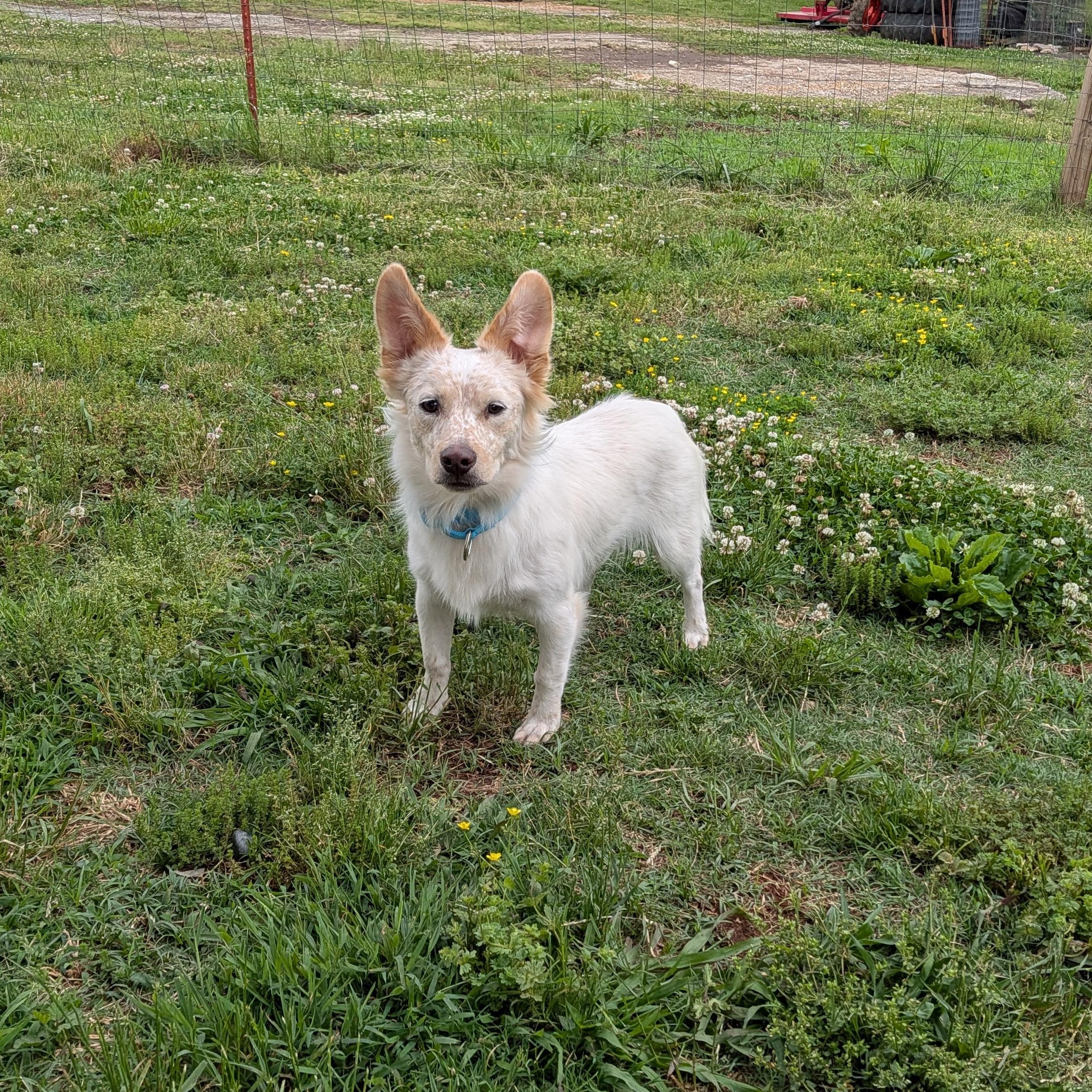 Frank, an adoptable mixed breed in Spring hill, TN image 4/4
