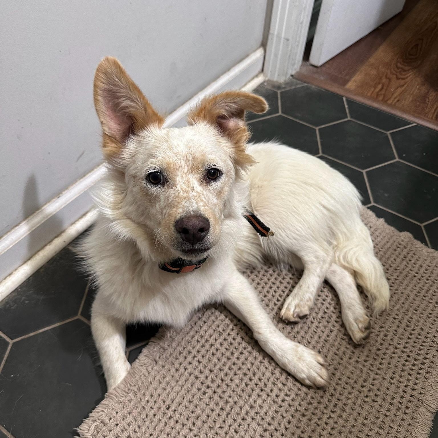 Frank, an adoptable mixed breed in Spring hill, TN image 3/4