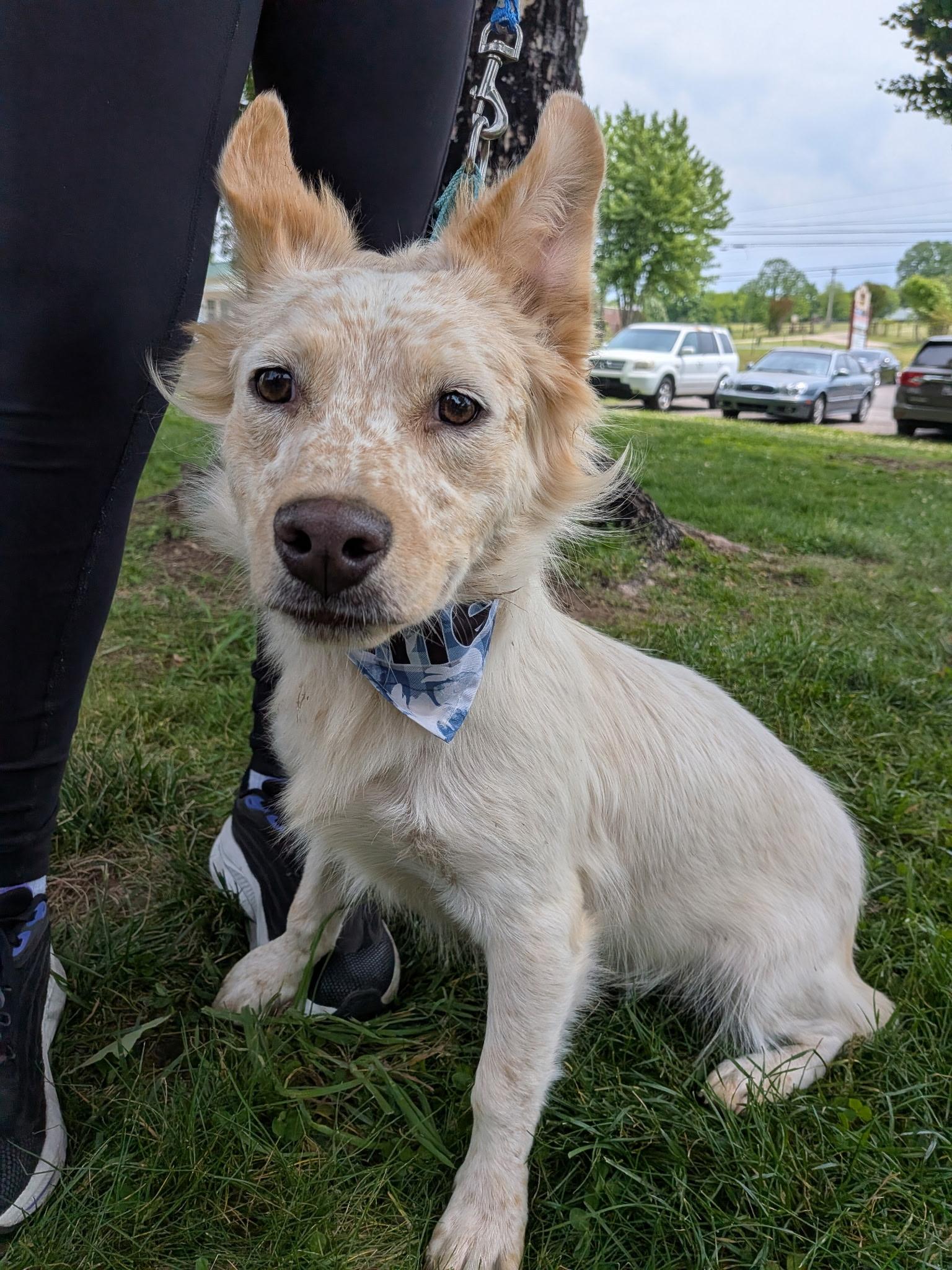 Frank, adoptable, Adult Male Australian Cattle Dog / Blue Heeler & Dachshund.