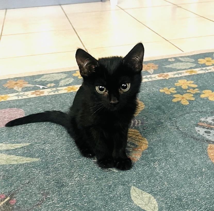 CHRIS, Adoptable, Kitten Male Domestic Short Hair.