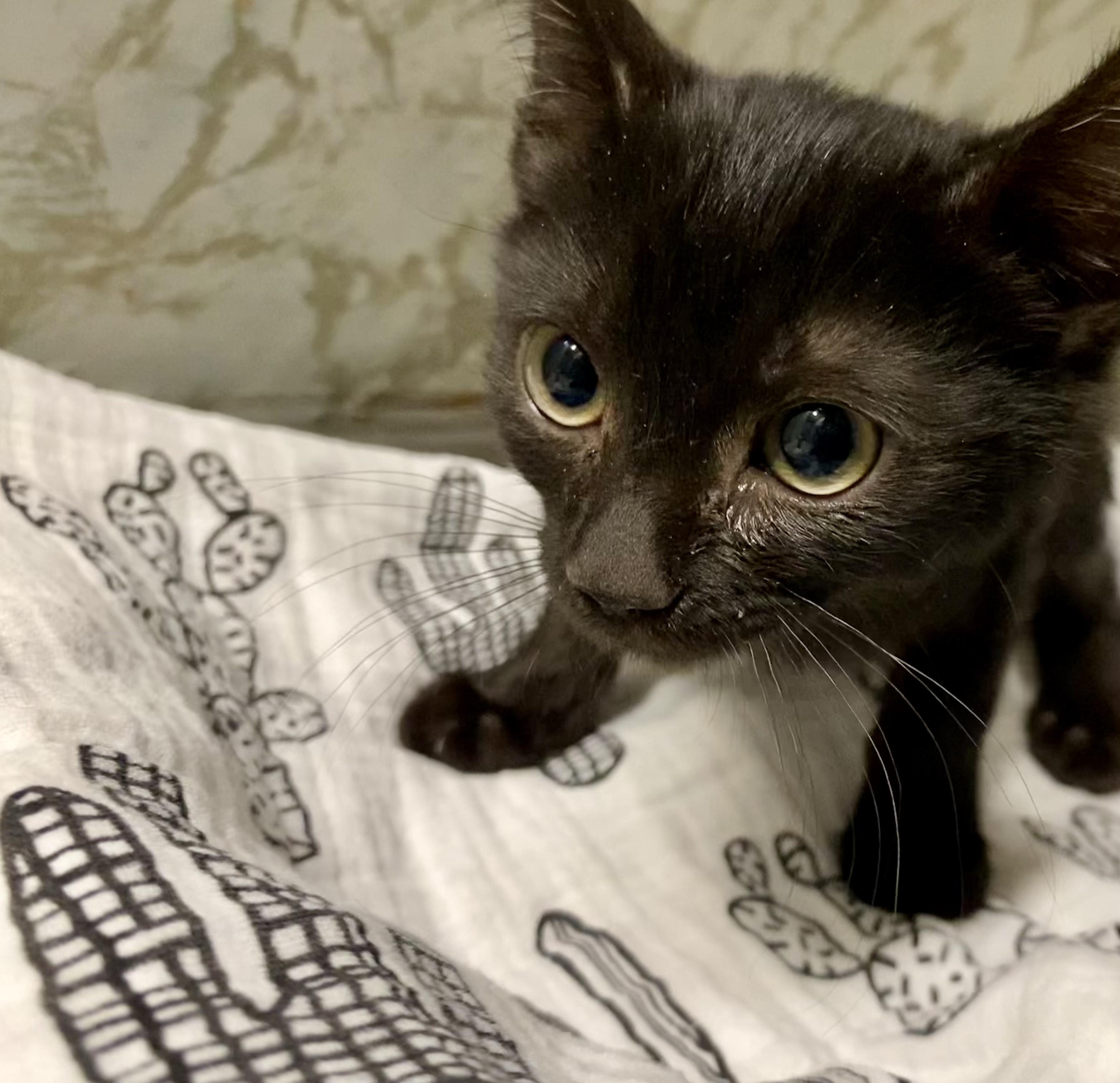 CHRIS, a Adoptable Domestic Short Hair in Joshua Tree, CA image 2/2