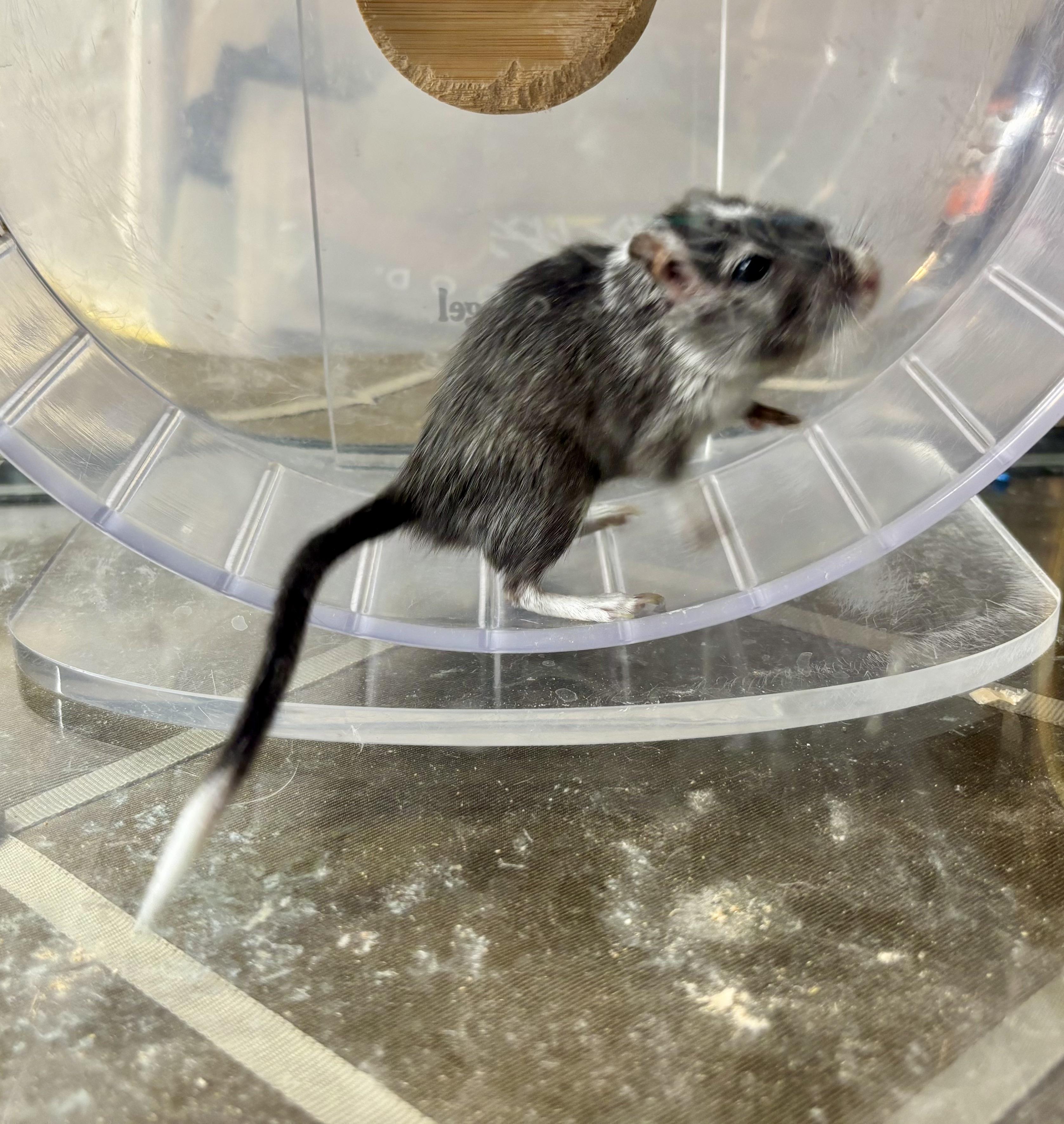 Enlarge Gabby & friends, a Adoptable Gerbil in Paramus, NJ image 1/3