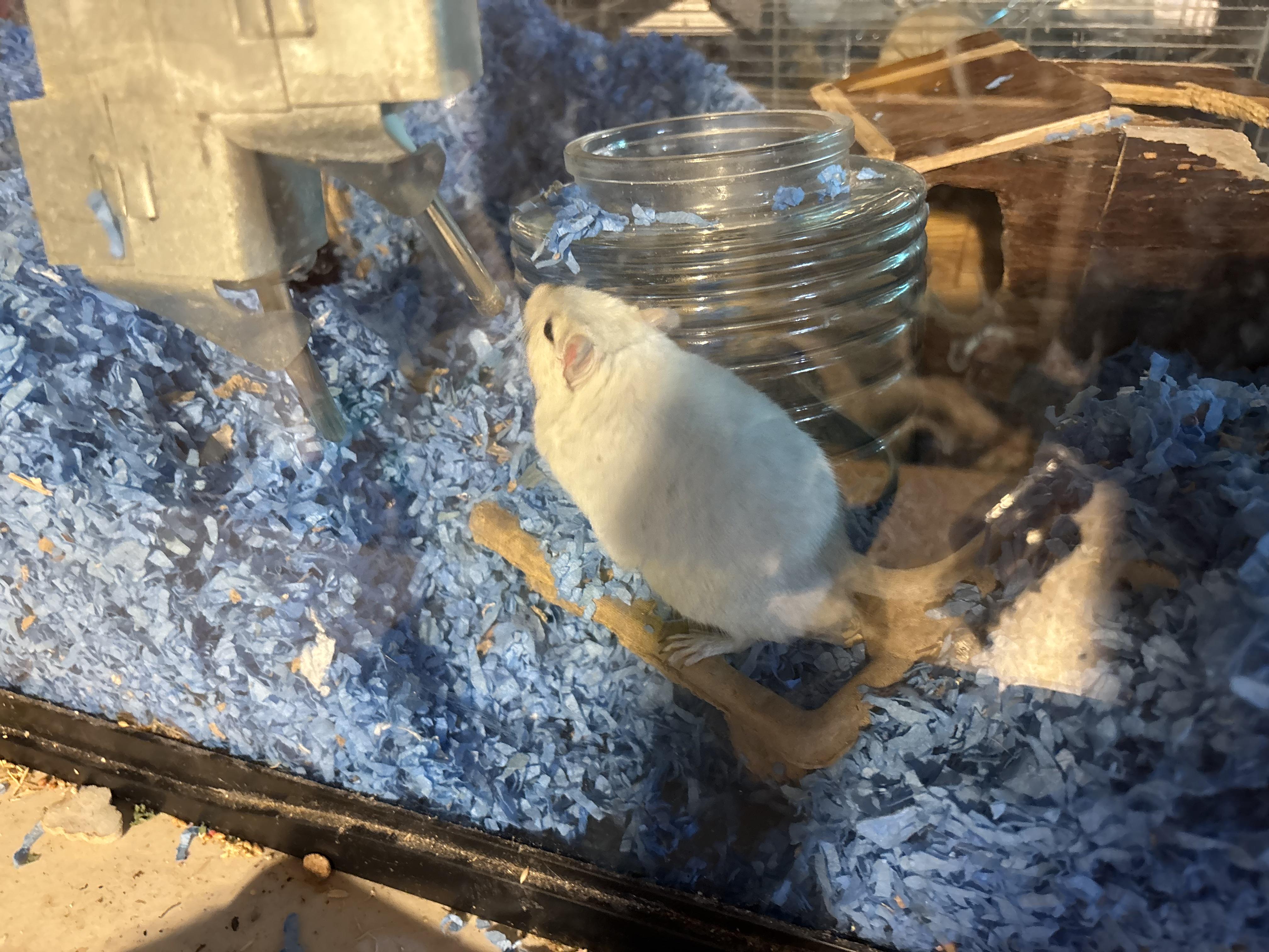 Enlarge Gabby & friends, a Adoptable Gerbil in Paramus, NJ image 2/3