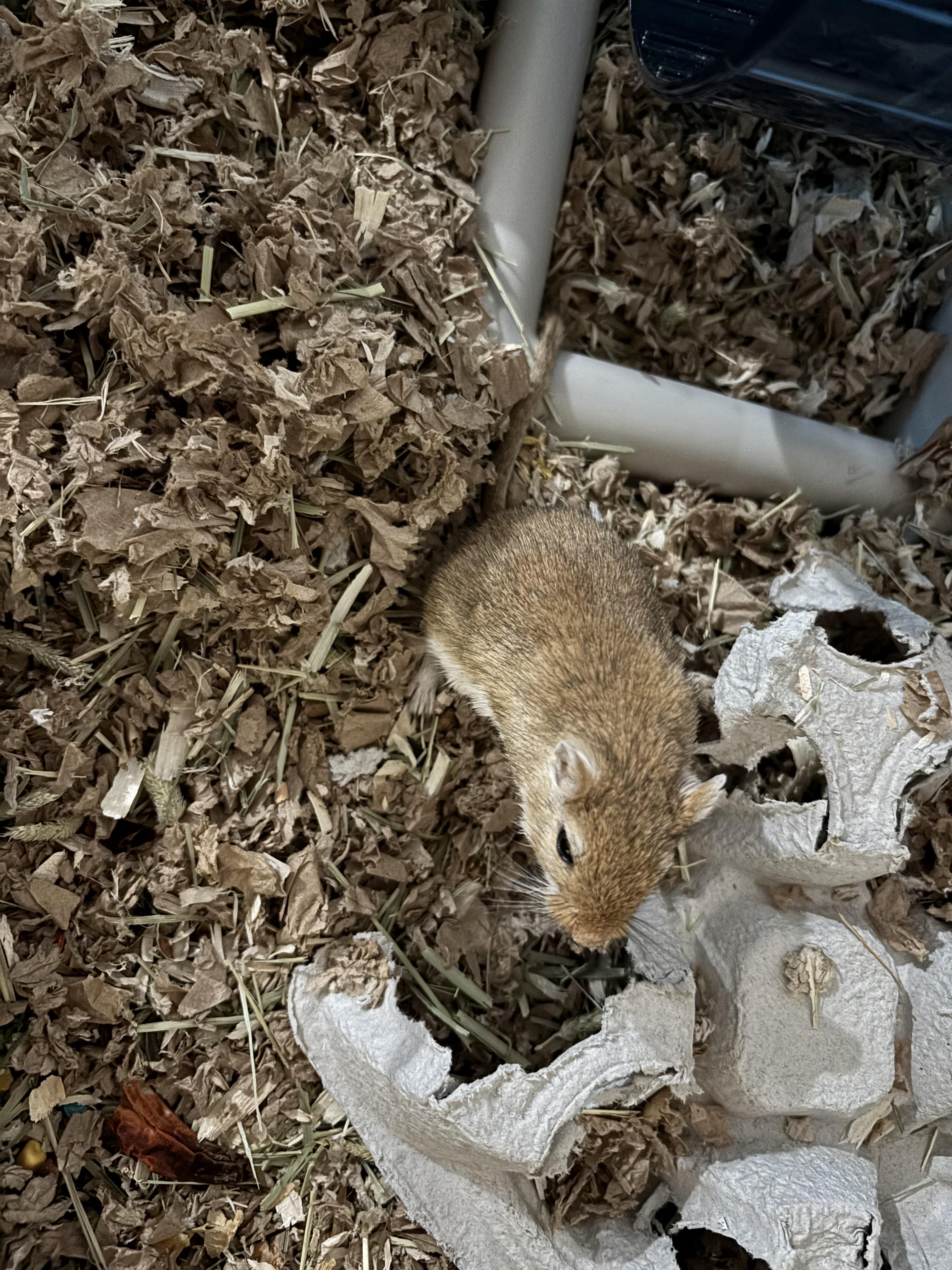 Gabby & friends, Adoptable, Senior Male Gerbil.