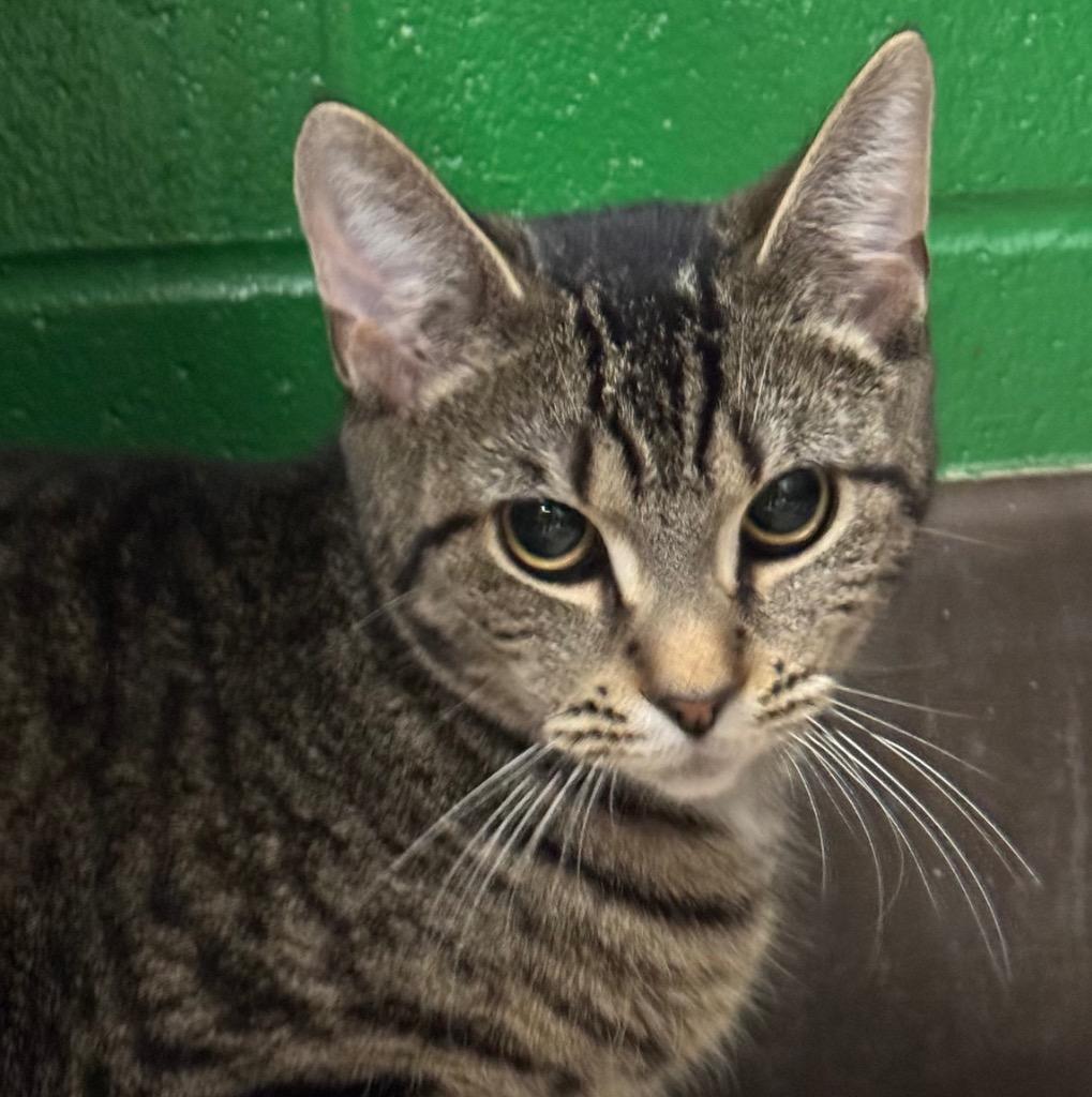 Nala, Adoptable, Young Female Domestic Short Hair.