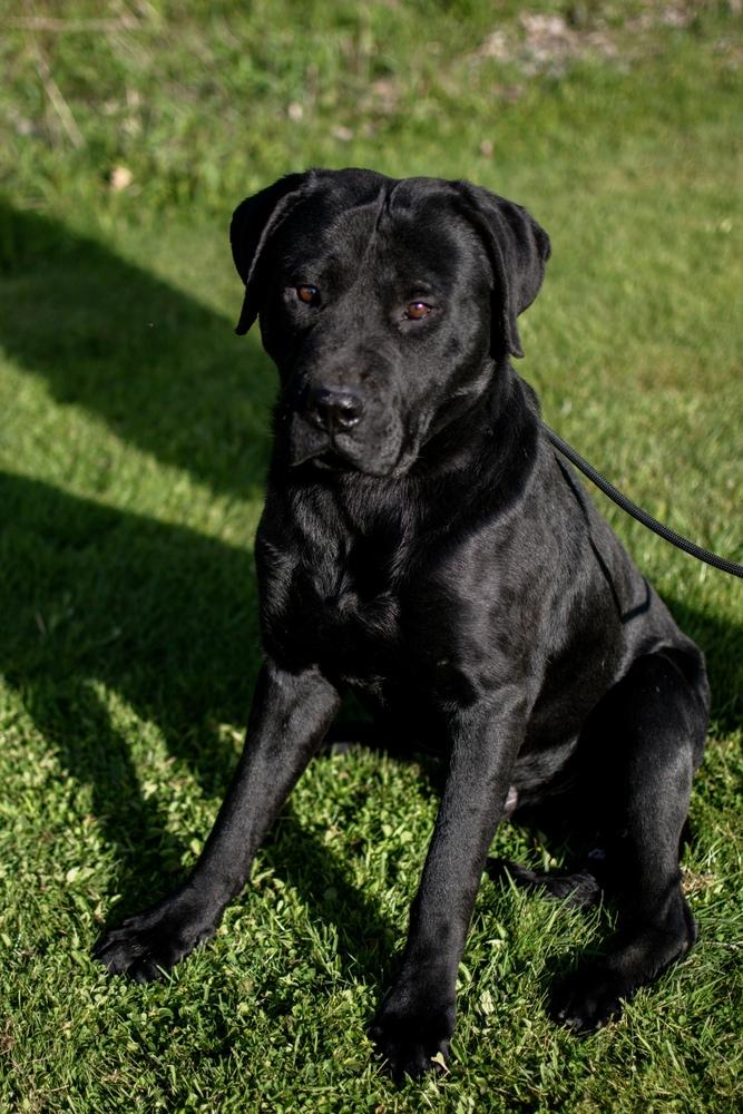 George, Adoptable, Adult Male Rottweiler & Presa Canario.