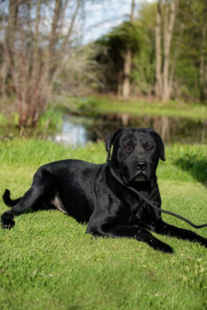 Enlarge George, a Adoptable mixed breed in Frankfort, NY image 2/6