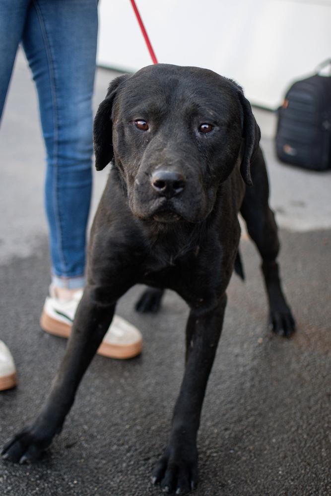 Enlarge George, a Adoptable mixed breed in Frankfort, NY image 3/6