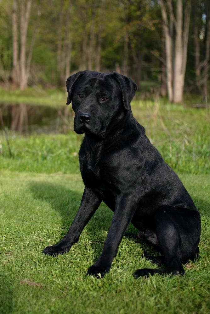Enlarge George, a Adoptable mixed breed in Frankfort, NY image 4/6