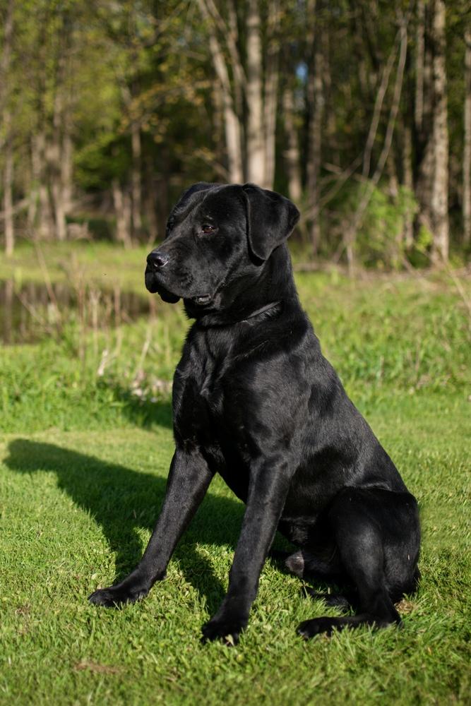 Enlarge George, a Adoptable mixed breed in Frankfort, NY image 5/6