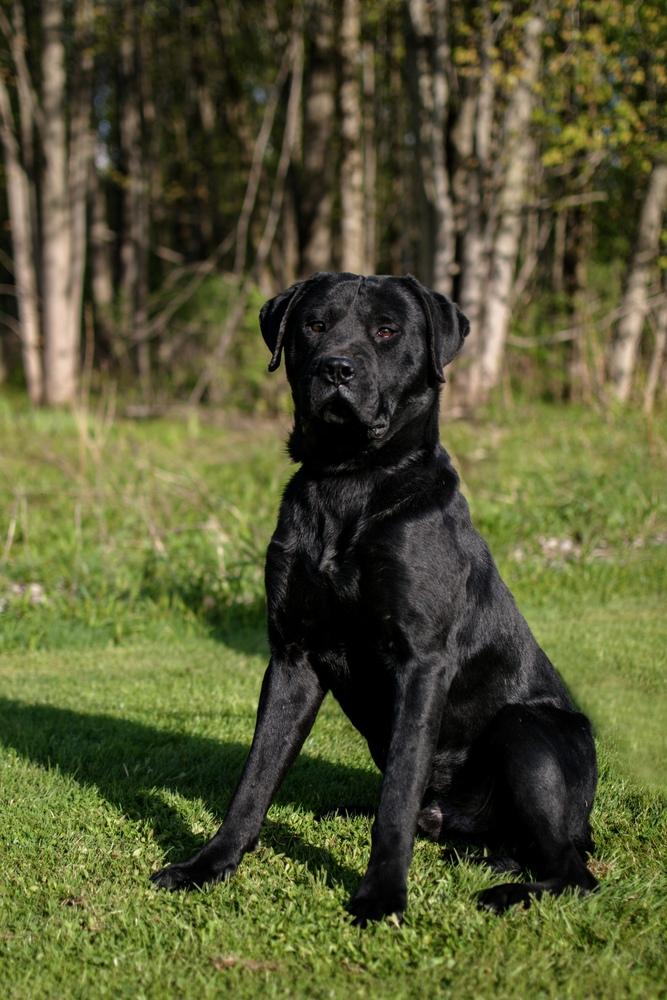 Enlarge George, a Adoptable mixed breed in Frankfort, NY image 6/6