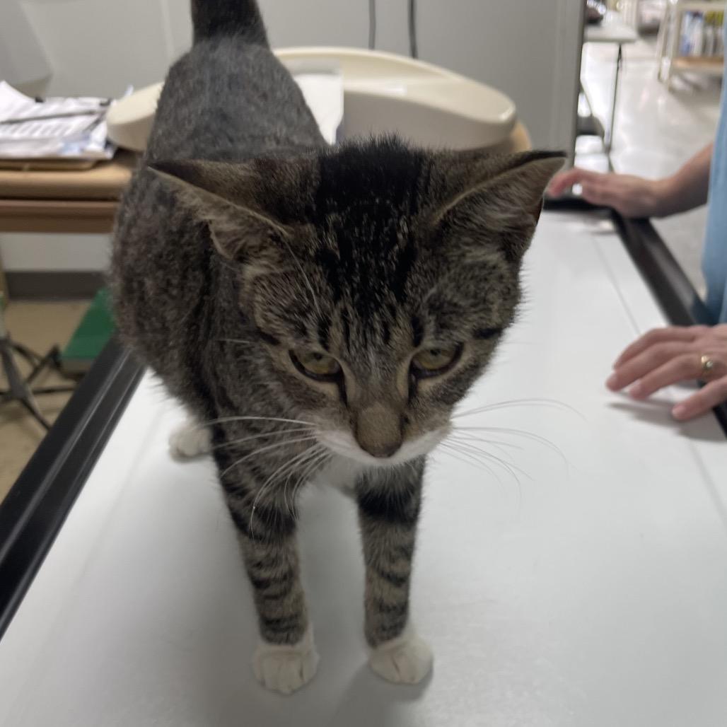 Enlarge Abilene, a Adoptable Domestic Short Hair in Pekin, IL image 1/1