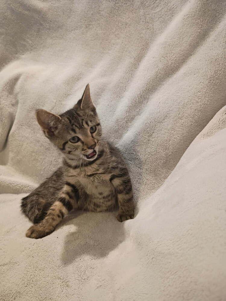 Enlarge McChicken, a Adoptable Domestic Short Hair in Metamora, IL image 1/1