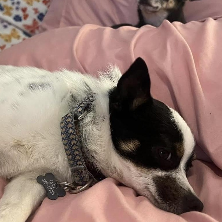 Enlarge Spot, an adopted mixed breed in Painesville, OH image 4/5