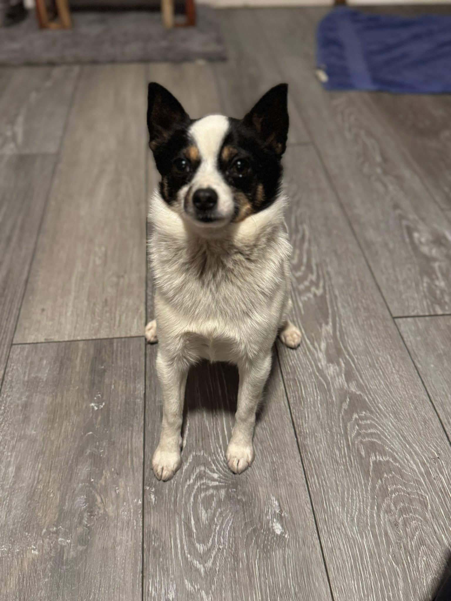 Enlarge Spot, an adopted mixed breed in Painesville, OH image 2/5