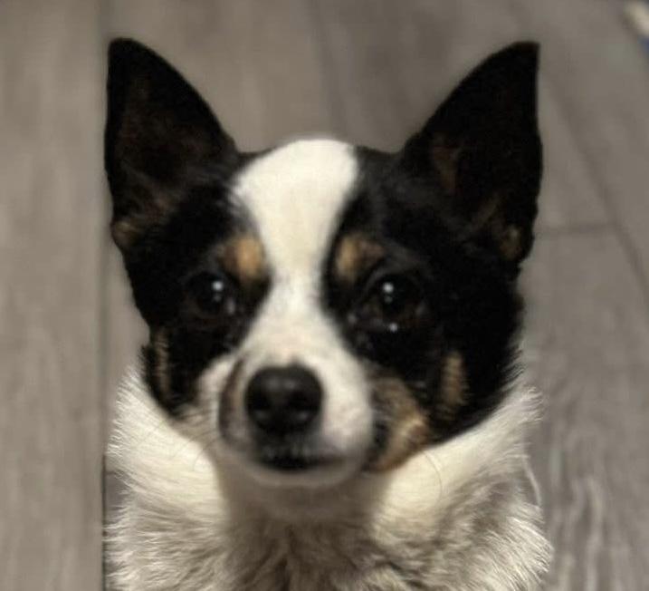 Enlarge Spot, an adopted mixed breed in Painesville, OH image 1/5