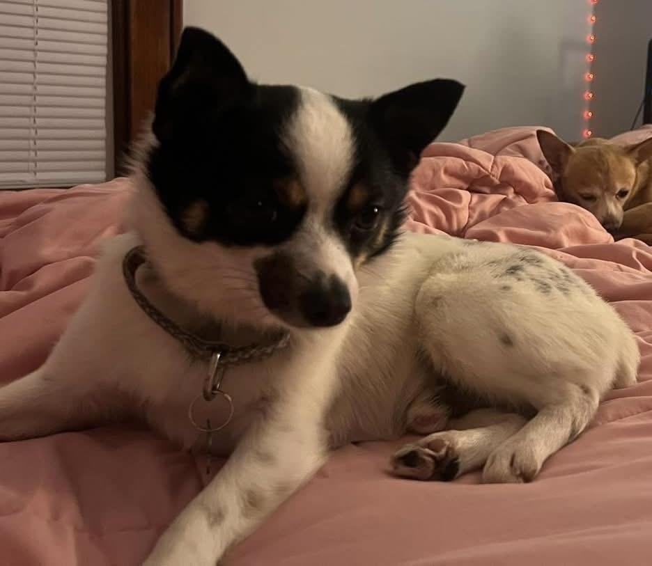 Spot, Adoptable, Adult Male Terrier.