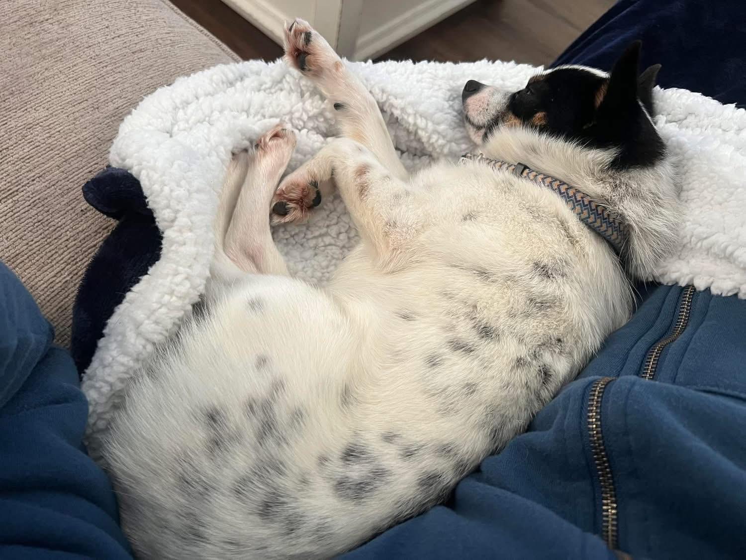 Enlarge Spot, a Adoptable mixed breed in Painesville, OH image 4/4