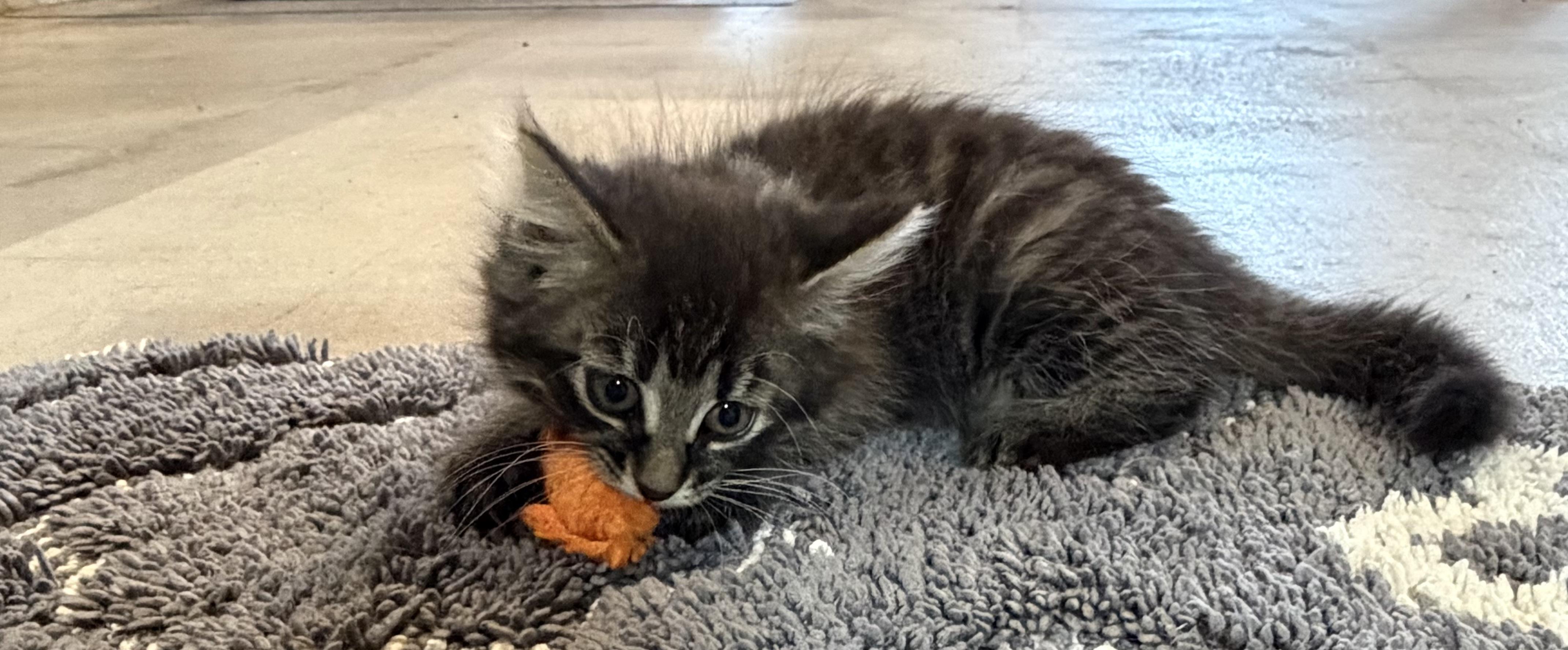 Enlarge Greta, an adopted Domestic Long Hair in brant, MI image 6/6