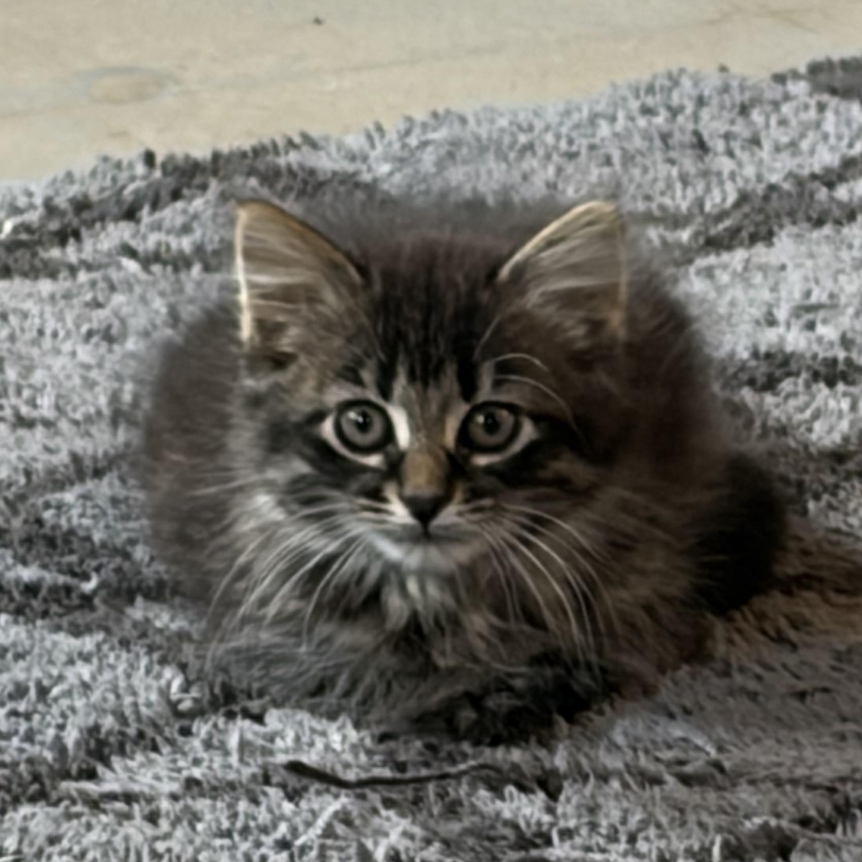 Enlarge Greta, an adopted Domestic Long Hair in brant, MI image 4/6
