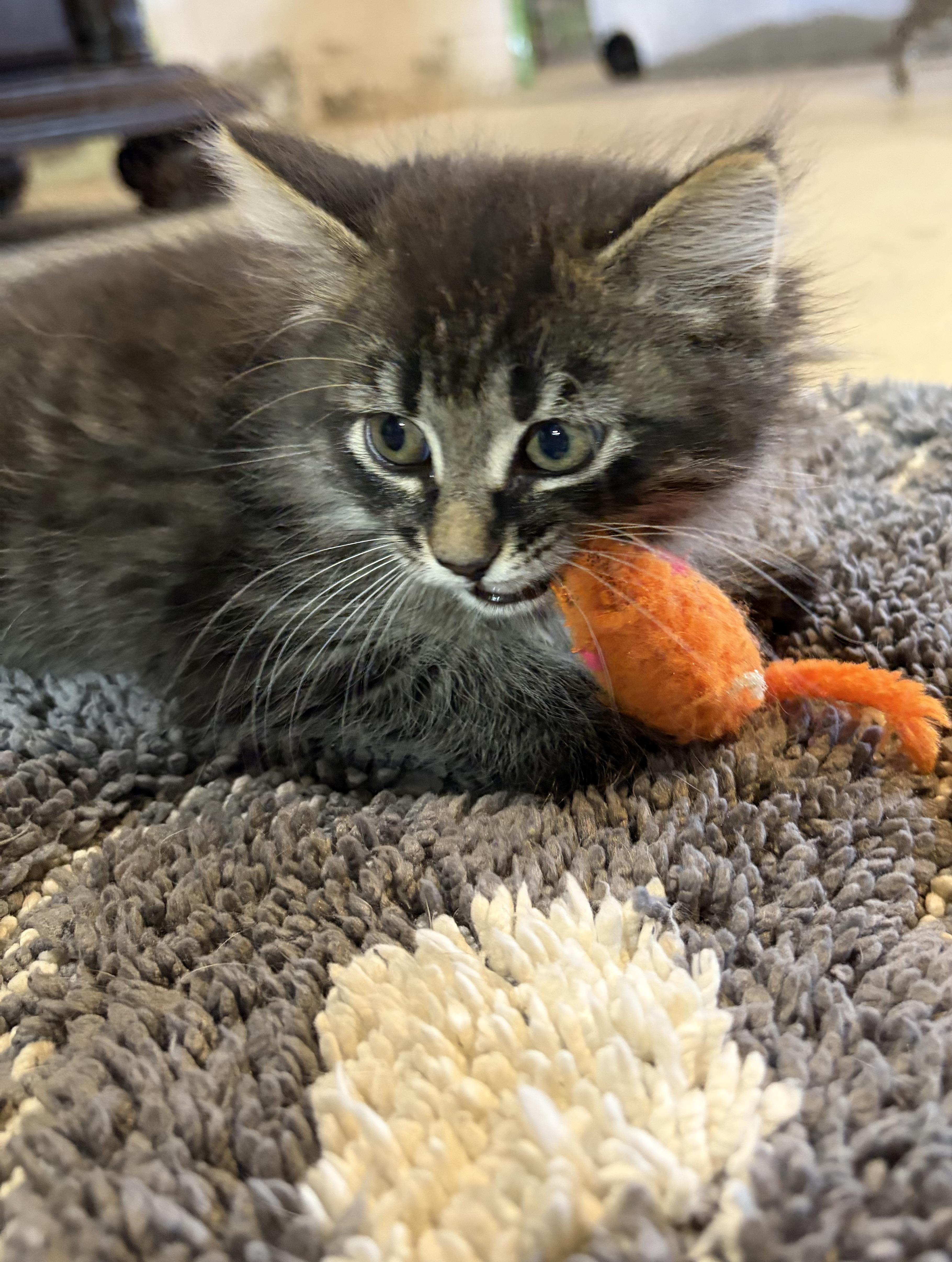 Enlarge Greta, an adopted Domestic Long Hair in brant, MI image 3/6