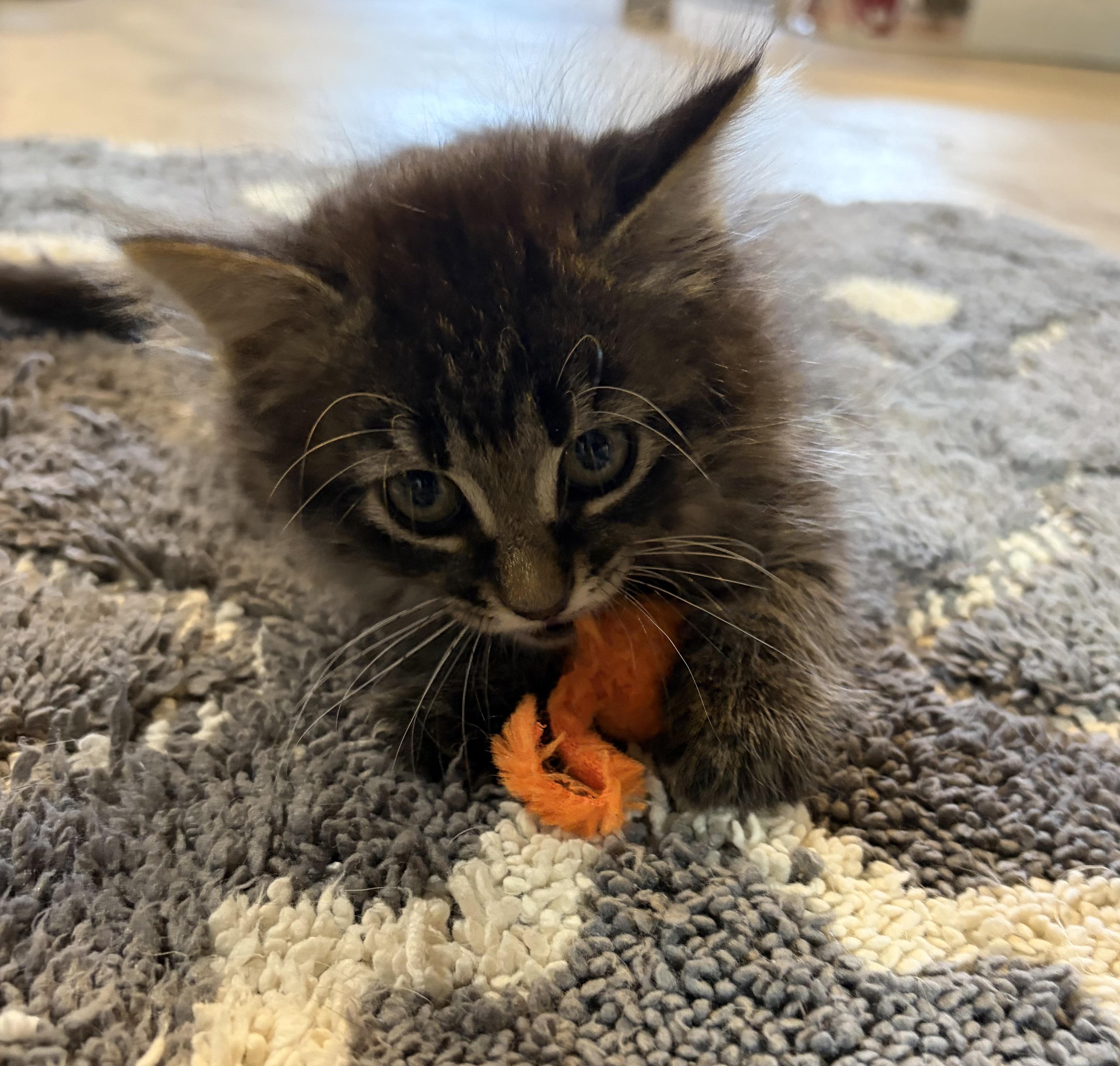 Enlarge Greta, an adopted Domestic Long Hair in brant, MI image 2/6