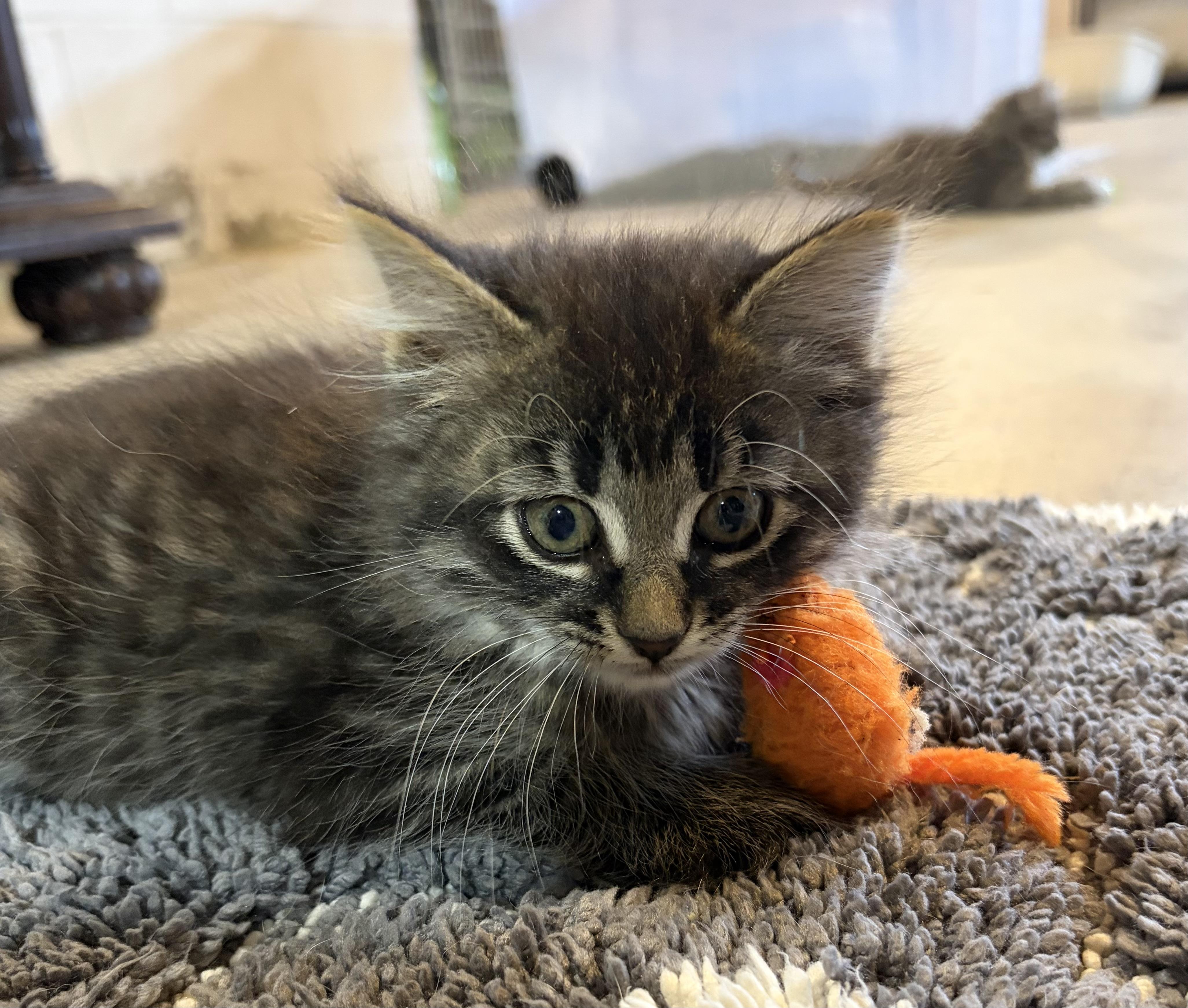 Enlarge Greta, an adopted Domestic Long Hair in brant, MI image 5/6