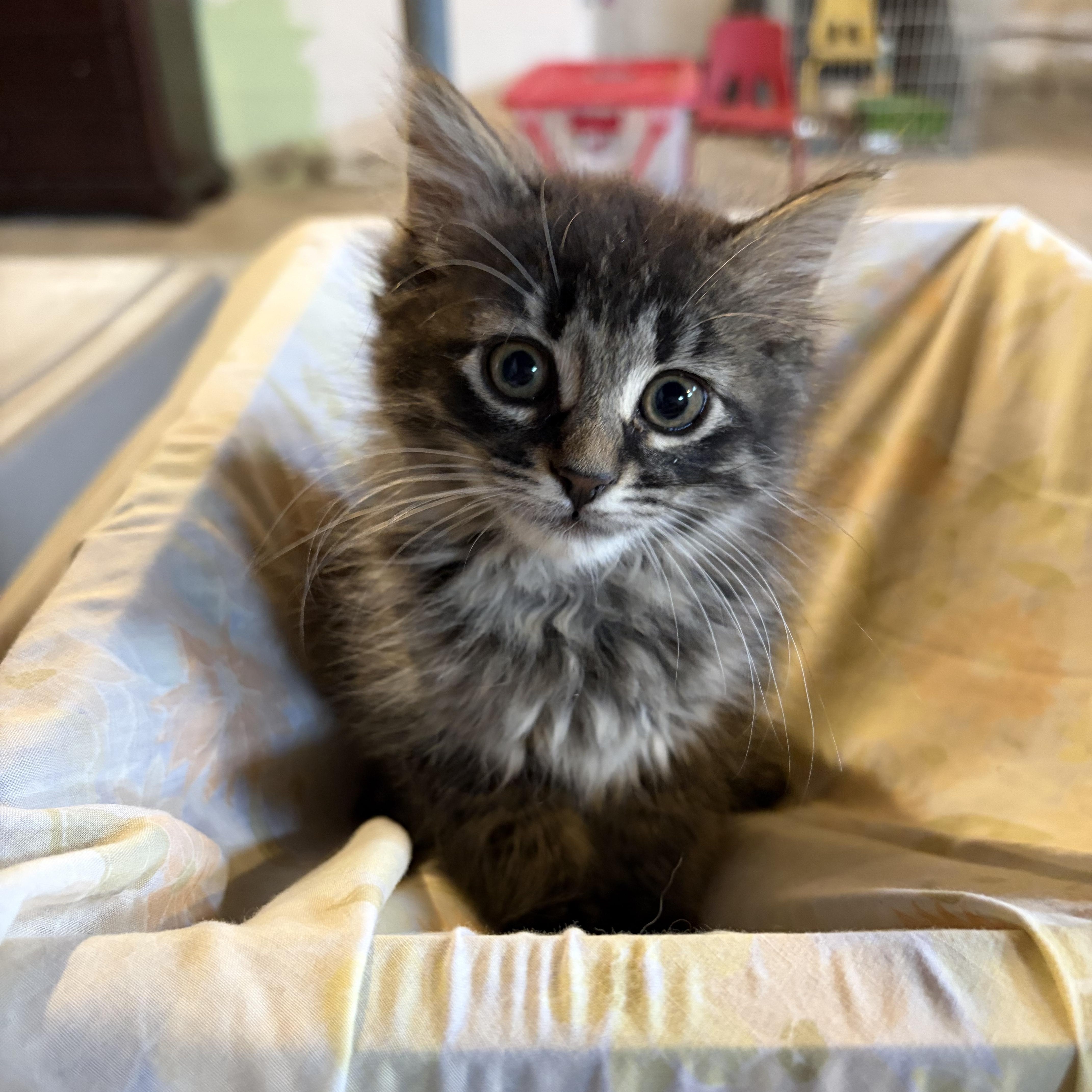 Greta, adopted, Kitten Female Domestic Long Hair.