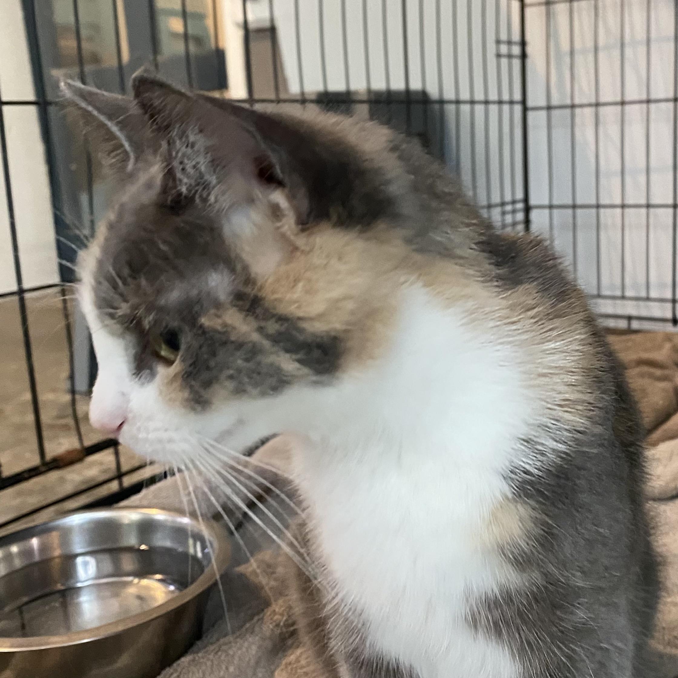 Enlarge Avalon, a Adoptable Dilute Calico in Stanstead, QC image 4/4