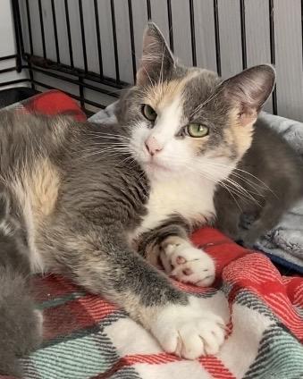 Enlarge Avalon, a Adoptable Dilute Calico in Stanstead, QC image 2/4