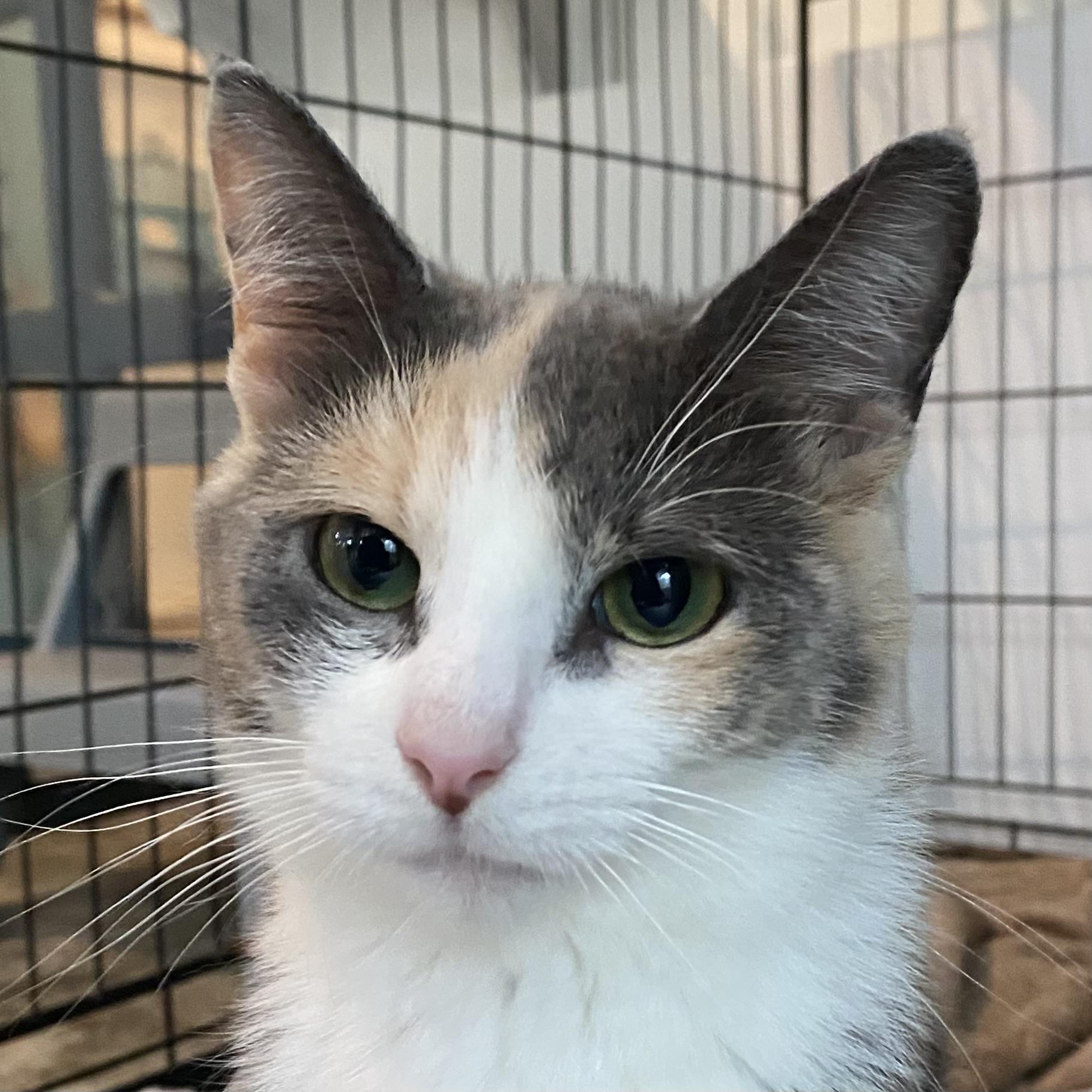 Avalon, Adoptable, Young Female Dilute Calico.