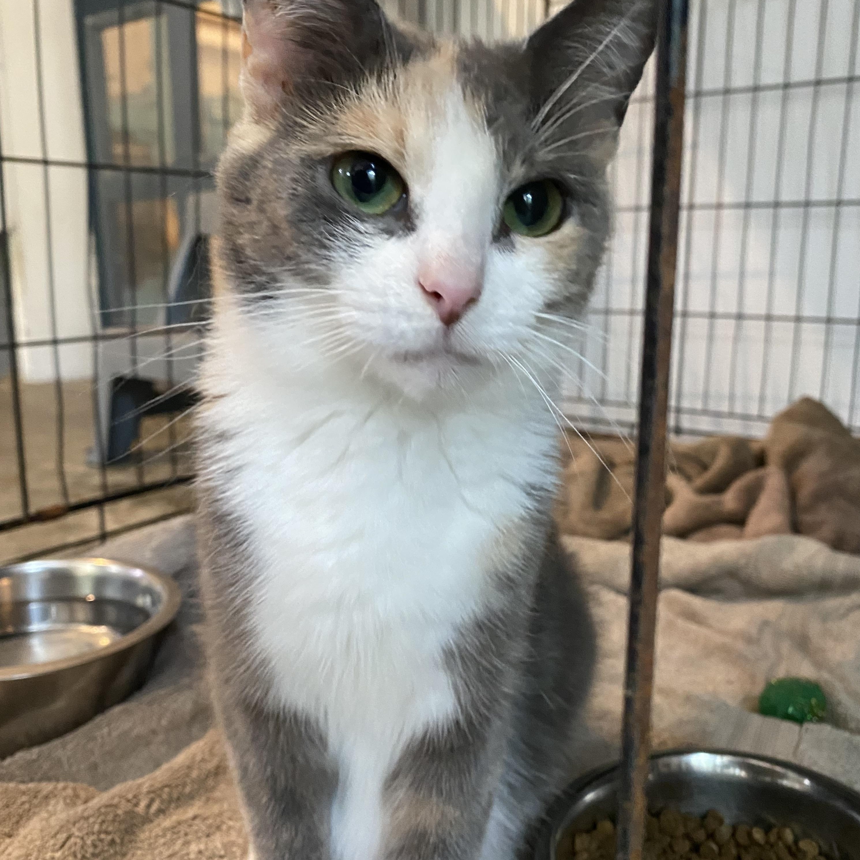 Enlarge Avalon, a Adoptable Dilute Calico in Stanstead, QC image 3/4