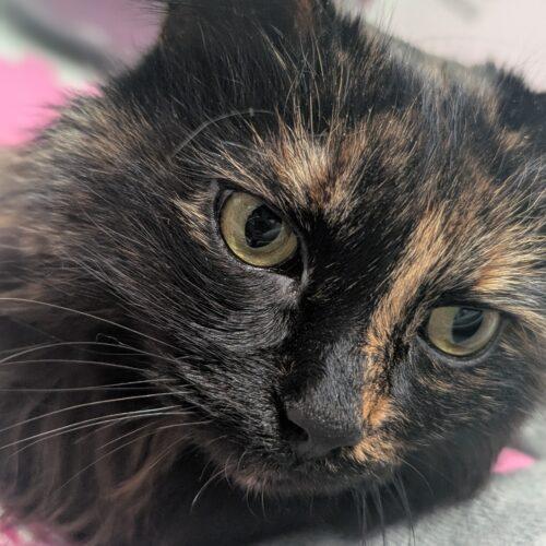 Enlarge Penny, a Adoptable Domestic Long Hair in Toronto, ON image 2/5