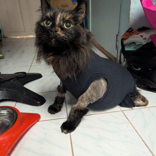 Enlarge Penny, a Adoptable Domestic Long Hair in Toronto, ON image 3/5