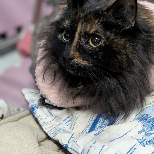 Enlarge Penny, a Adoptable Domestic Long Hair in Toronto, ON image 4/5