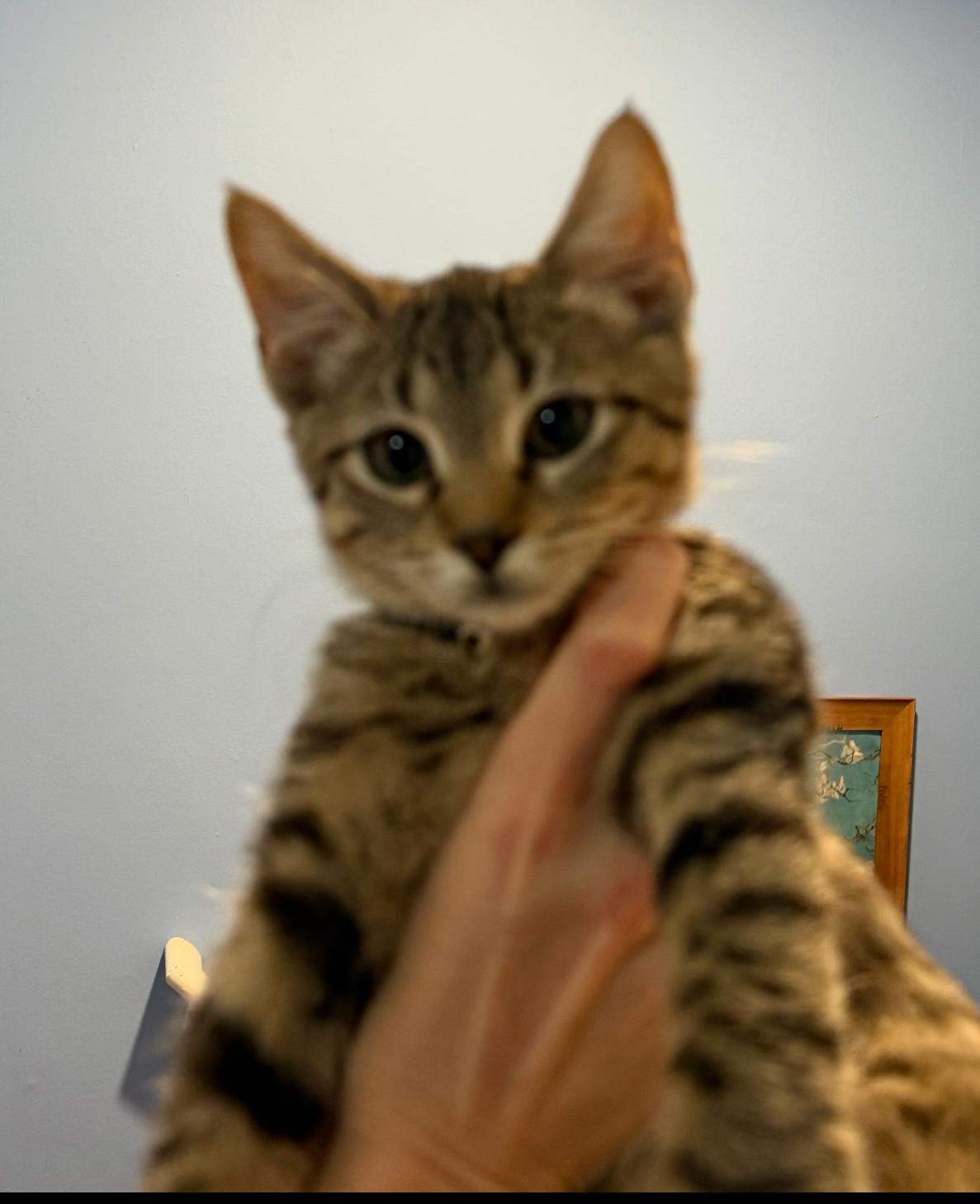 Enlarge Luigi, a Adoptable Domestic Short Hair in Washington, DC image 1/3