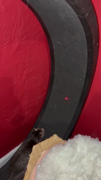 Enlarge Luigi, a Adoptable Domestic Short Hair in Washington, DC video 2/3