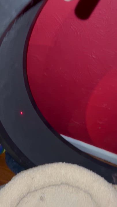 Enlarge Luigi, a Adoptable Domestic Short Hair in Washington, DC video 3/3