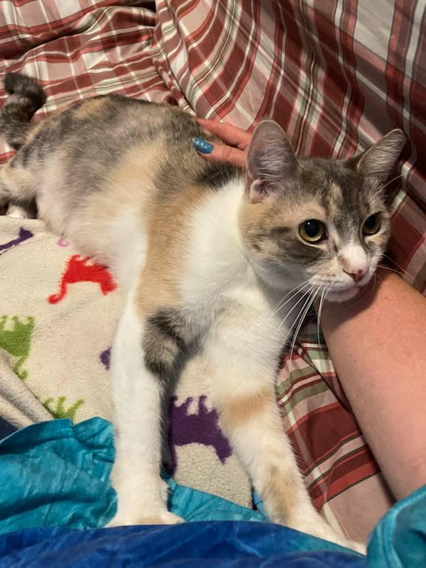 Sophie, Adoptable, Young Female Domestic Short Hair.