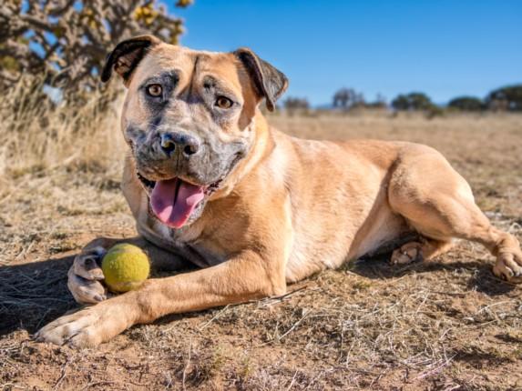 MACY, Adoptable, Young Female Mixed Breed.