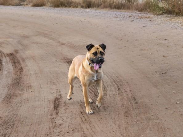 MACY, Adoptable, Young Female Mixed Breed.