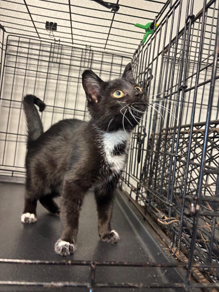 Pepper, Adoptable, Kitten Female Domestic Short Hair.